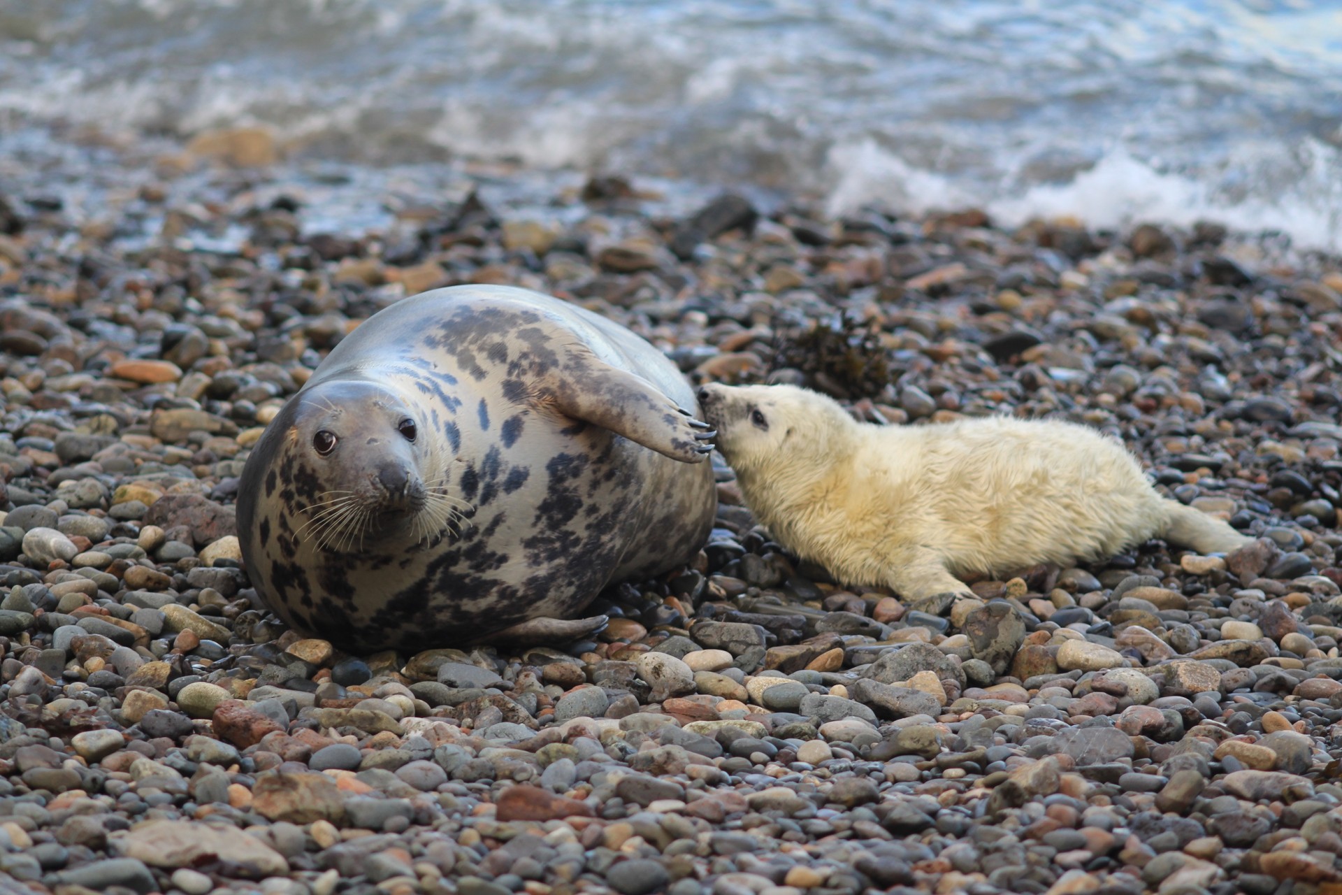 New technique can show link between prey and microplastics